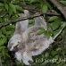 sloth_toed_three_map_h_0046_cos0241.jpg